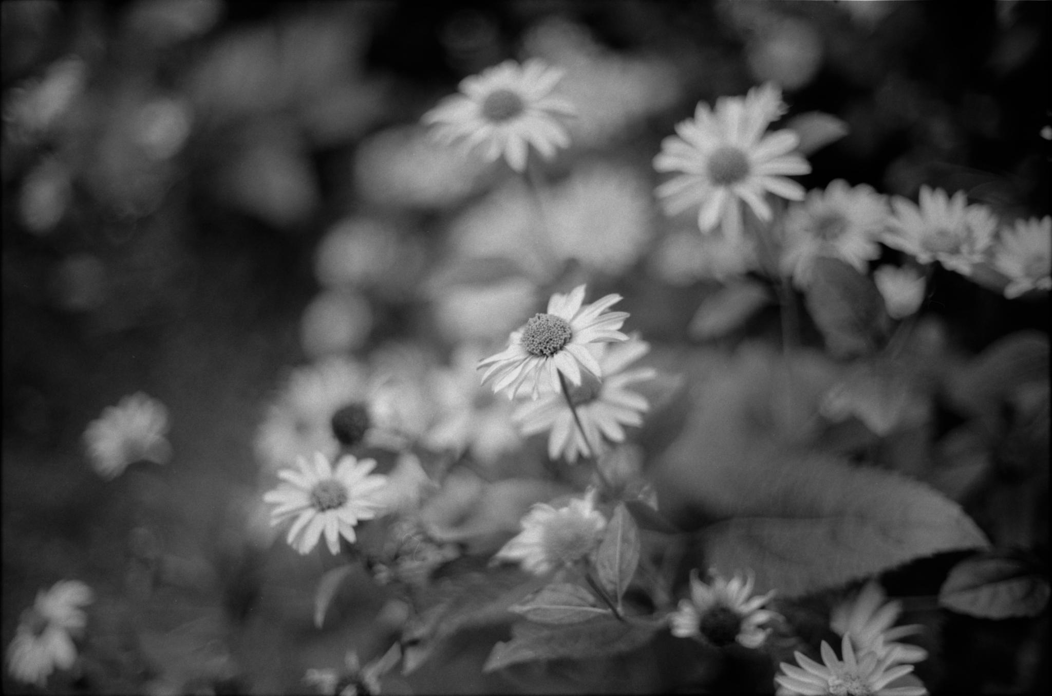 Blumige Angelegenheit 